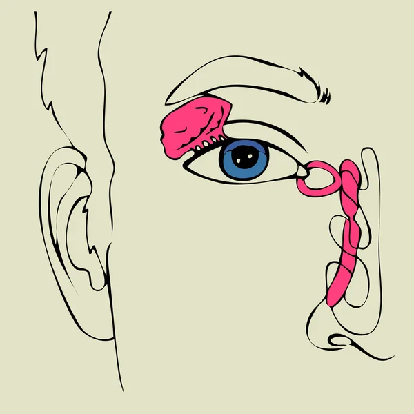 Анатомия слёзного аппарата — стоковый вектор