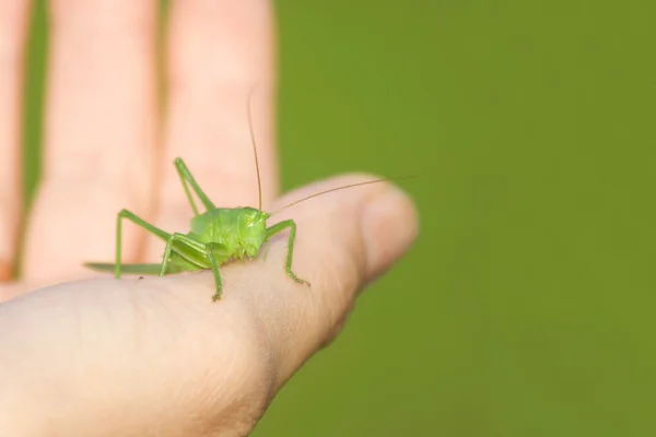 Stock image Grasshopper on a hand