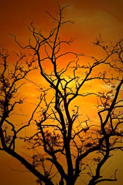 Tree's silhouette on sunset clipart