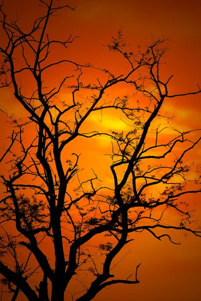 stock image Tree's silhouette on sunset