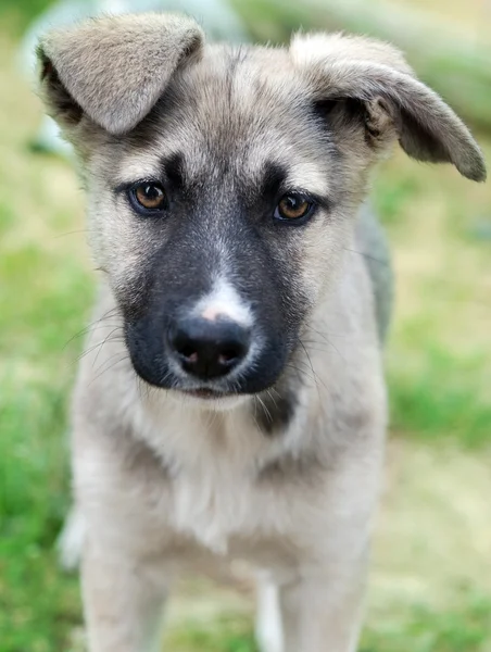 Yeşil çimlerde sevimli köpek yavrusu