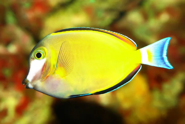 I pesci colorati in acquario — Foto Stock