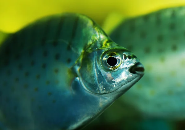 Il pesce colorato — Foto Stock