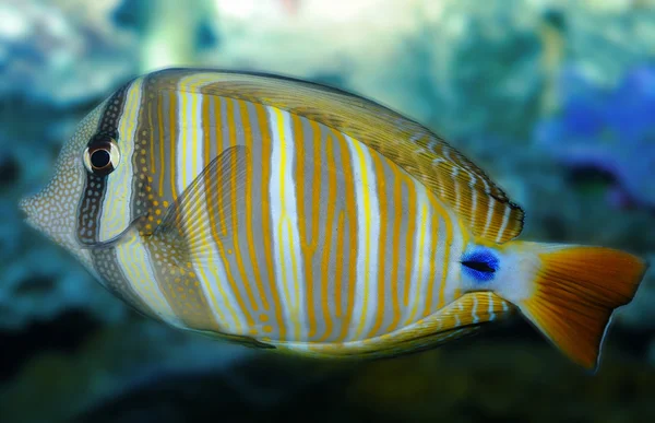 Il pesce colorato — Foto Stock