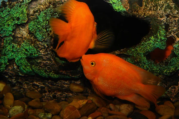 I pesci colorati in acquario — Foto Stock