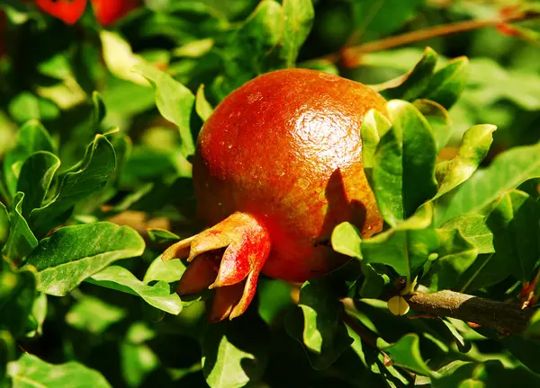 stock image Pomegranate