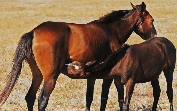 Два коні в полі — стокове фото