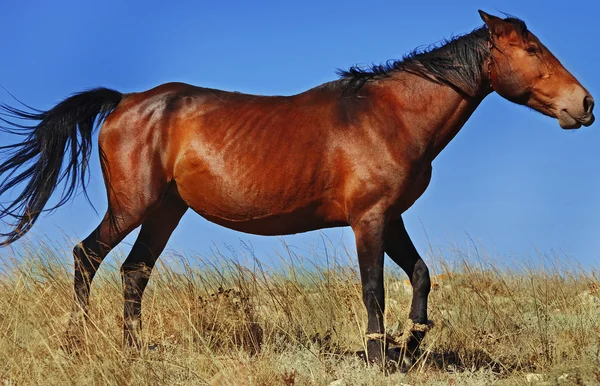 Bellissimo cavallo — Foto Stock