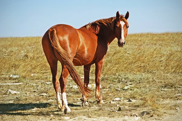 Bellissimo cavallo — Foto Stock