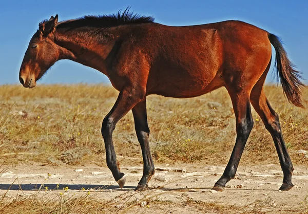 Mladí koně — Stock fotografie