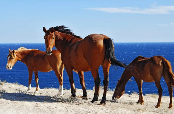Прекрасні коні — стокове фото