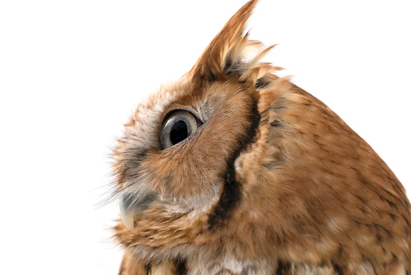 Owl feathers — Stock Photo, Image
