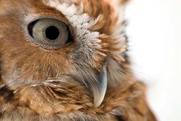 Owl feathers — Stock Photo, Image