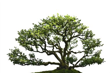 Bonsai Ağacı