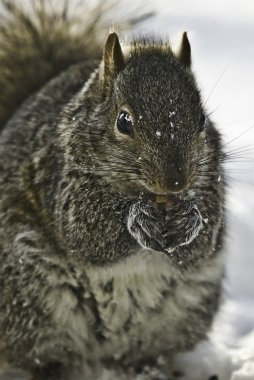 Winter Squirrel clipart