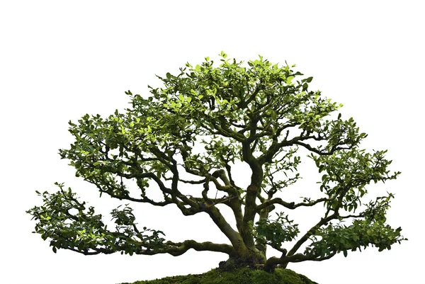 Дерева бонсай — стокове фото