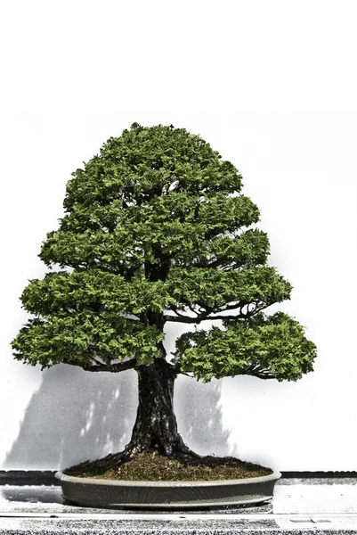 Bonsai Ağacı