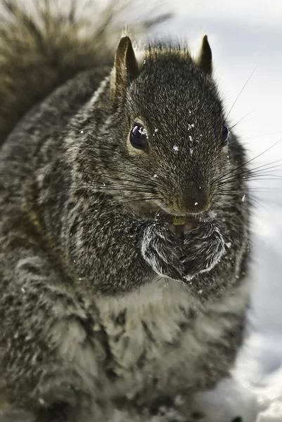 Écureuil d'hiver — Photo
