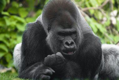 Gorilla Portrait clipart