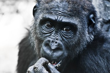 Gorilla Portrait clipart