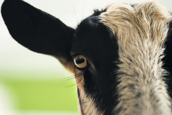 Goat on the farm — Stock Photo, Image