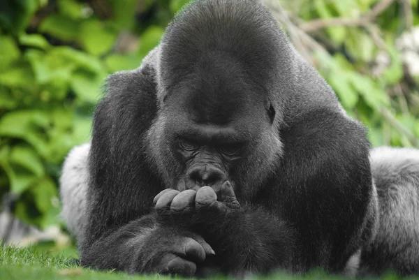 Goril portre — Stok fotoğraf