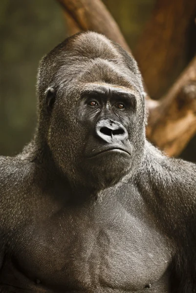 Retrato de gorila —  Fotos de Stock
