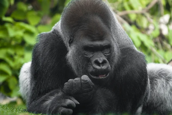 Retrato de gorila Imágenes de stock libres de derechos
