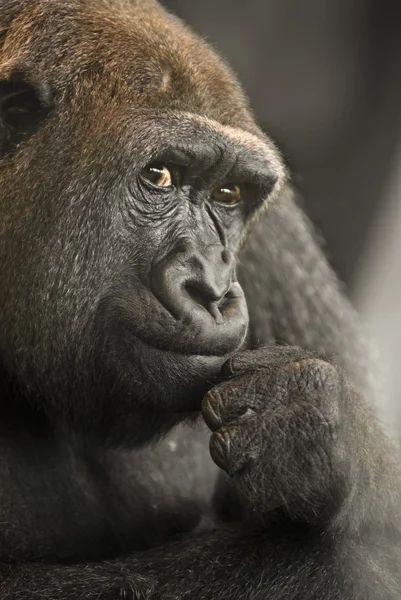 Retrato de gorila Fotografia De Stock