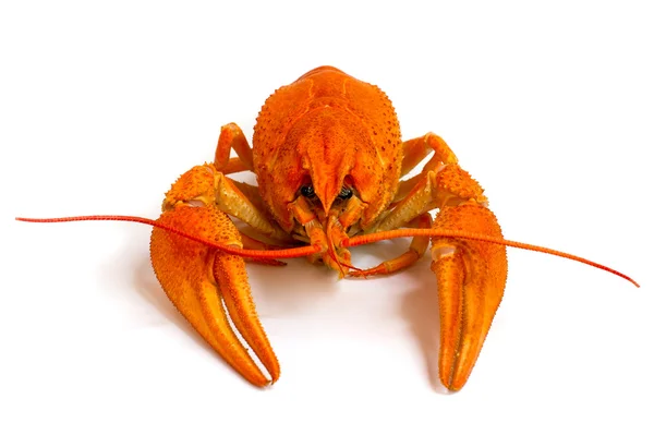 Red crawfish — Stock Photo, Image