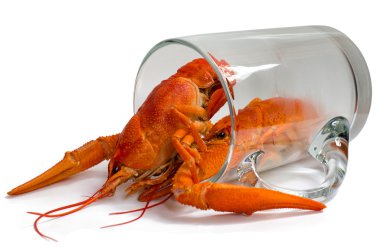 Boiled crayfish in a beer mug. clipart