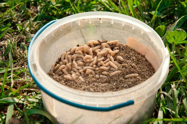 Buen gusano de pescado muerde en la caja —  Fotos de Stock