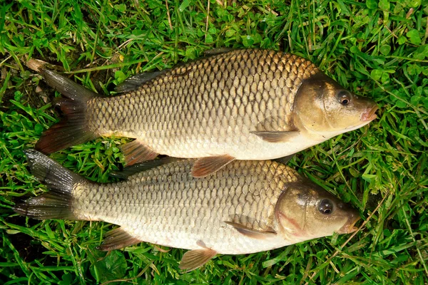 Pesce d'acqua dolce Cattura di carpe in erba verde — Foto Stock