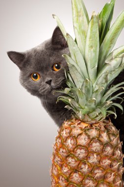 British shorthair cat with pineapple clipart
