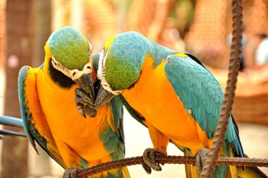 iki güzel macaws yakın çekim