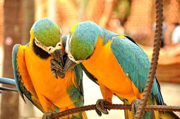 Close up of two beautiful macaws — Stock Photo, Image