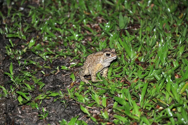 Żaba siedząca na trawie — Zdjęcie stockowe