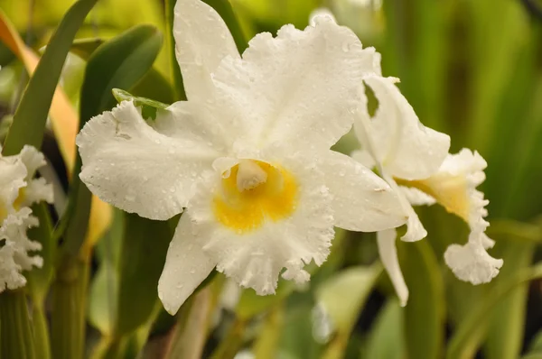 stock image White Orchid`s Flower