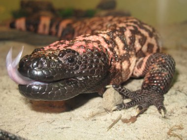 Gila monster clipart