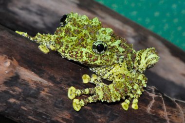 Vietnamese Mossy Frog clipart