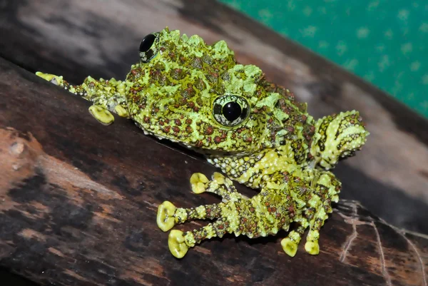 stock image Vietnamese Mossy Frog