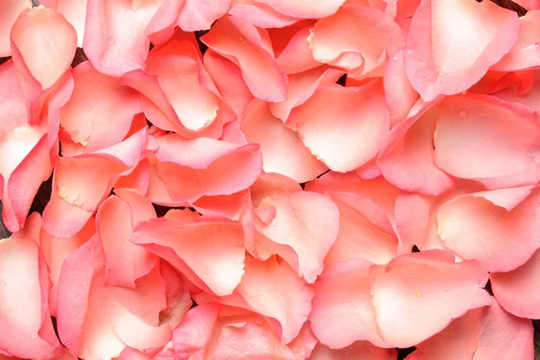 stock image Beautiful pink Rose petals