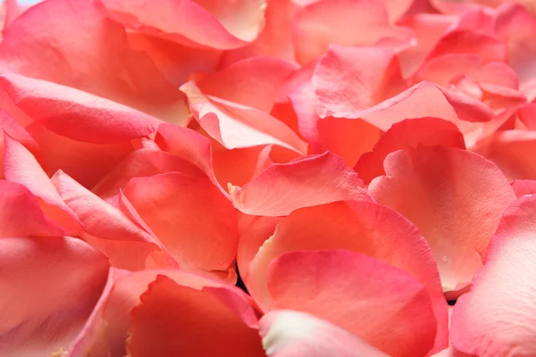 stock image Pink rose petals