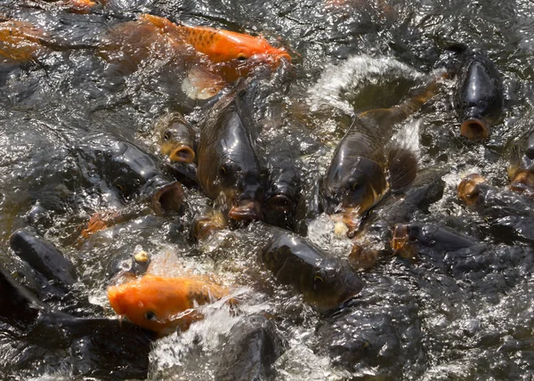 Nahaufnahme des Kampfes gegen Karpfenfische im Pool des ho chi minh house. — Stockfoto