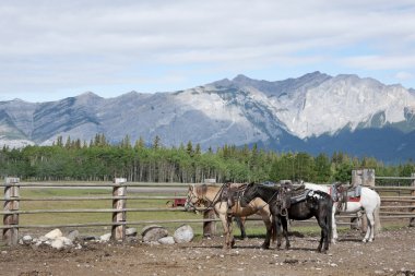 Three saddled-up horses wait for their riders in the coral with clipart