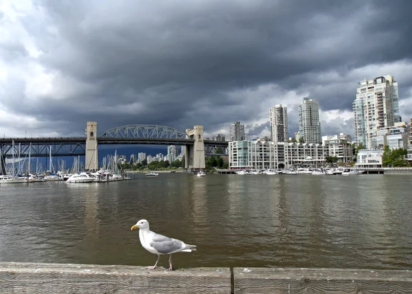 Martı Vancouver (Kanada) und tarihi Burrard Bridge'de cepheler — Stok fotoğraf