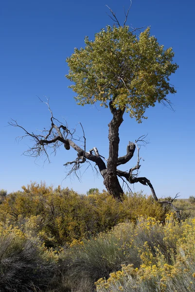 Полумертвое дерево в высокой пустыне под голубым небом . — стоковое фото
