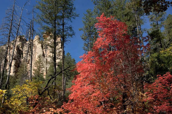 Sonbahar bazı ağaçlar kırmızı, diğerleri Sedona yakınlarında orman içinde sarı renk.