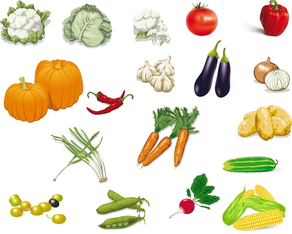 Collecte de légumes — Image vectorielle