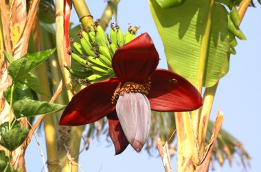 Banana flower clipart